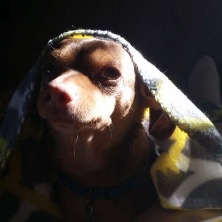 Entry image for BUDDY. Clicking this image will show a larger photo