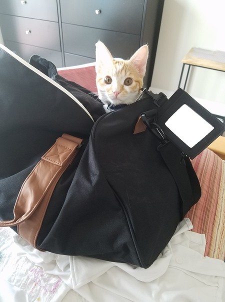 Entry image for Apollo. Clicking this image will show a larger photo