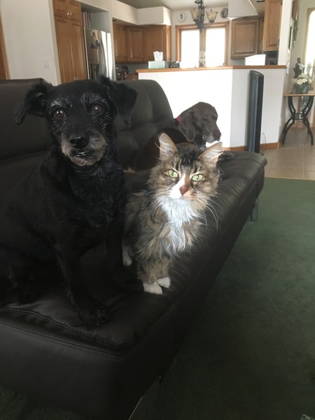 Entry image for Bridgette (dog) and Baby (cat). Clicking this image will show a larger photo