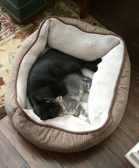 Entry image for Lizzie and Emma . Clicking this image will show a larger photo