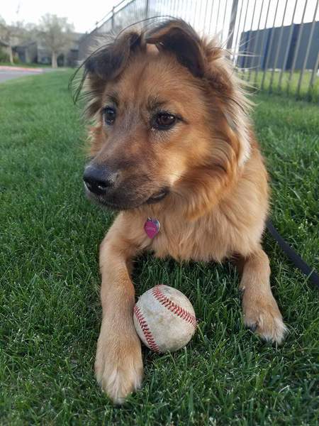 Entry image for Clover. Clicking this image will show a larger photo