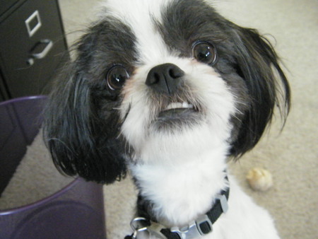 Entry image for KoKo. Clicking this image will show a larger photo