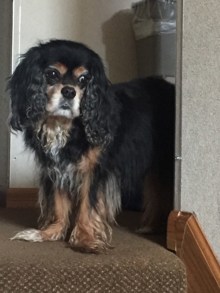 Entry image for Quincy. Clicking this image will show a larger photo