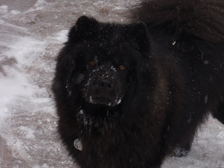 Entry image for Rosie. Clicking this image will show a larger photo