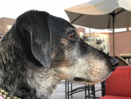 Entry image for Lucy. Clicking this image will show a larger photo