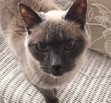 Entry image for Kitty. Clicking this image will show a larger photo