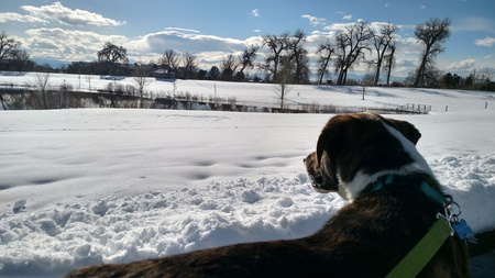 Entry image for Petey. Clicking this image will show a larger photo