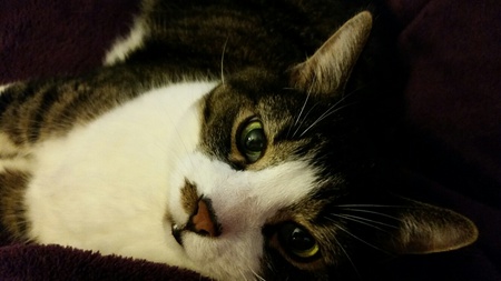 Entry image for Georgie. Clicking this image will show a larger photo