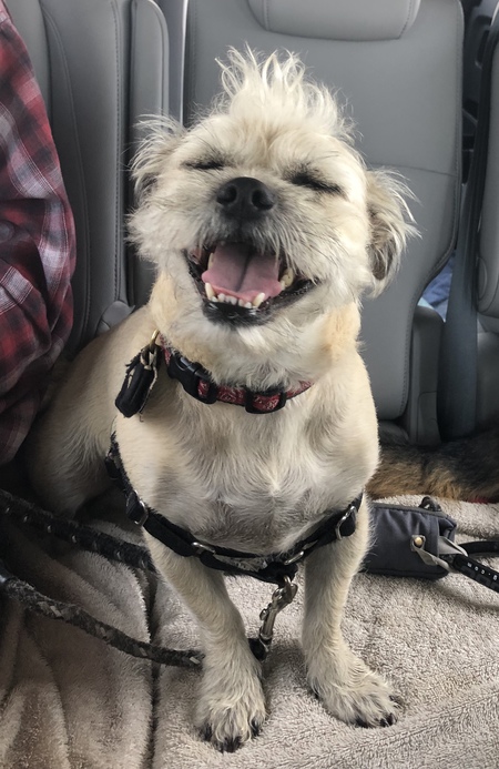 Entry image for Ollie. Clicking this image will show a larger photo