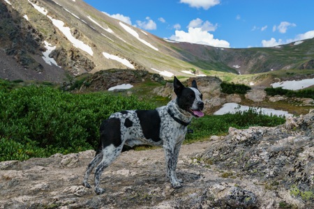 Entry image for Pig. Clicking this image will show a larger photo