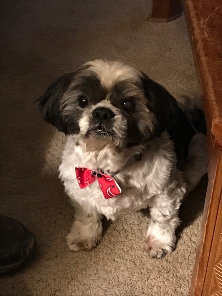 Entry image for Grady. Clicking this image will show a larger photo