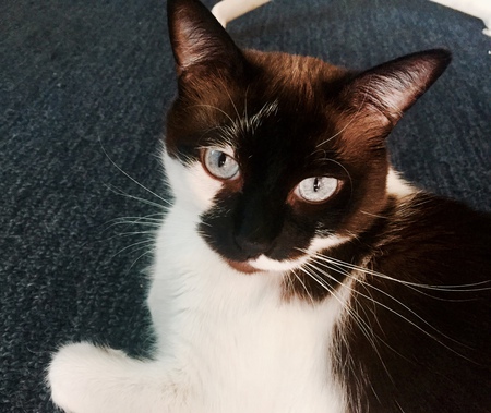 Entry image for Sonya. Clicking this image will show a larger photo