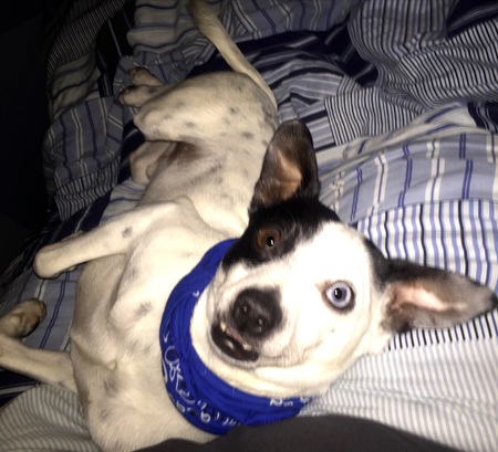 Entry image for Gizmo Protos. Clicking this image will show a larger photo