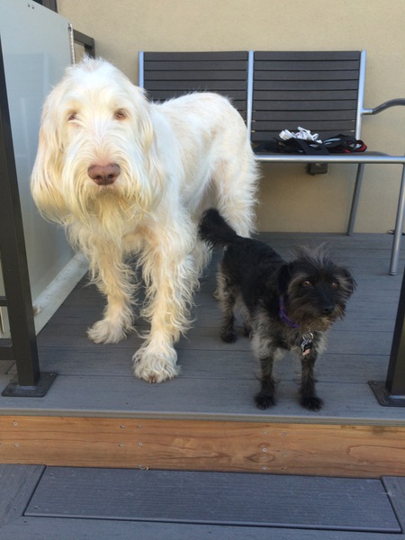 Entry image for Soli & Amici ("Meech") . Clicking this image will show a larger photo