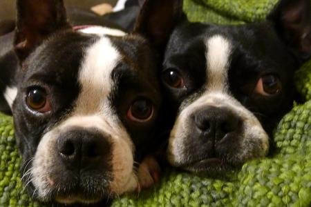 Entry image for Sophie & Lilly. Clicking this image will show a larger photo