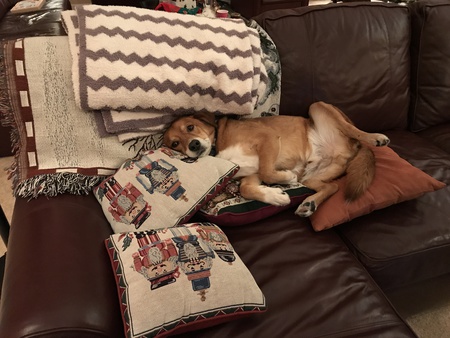 Entry image for Wally. Clicking this image will show a larger photo