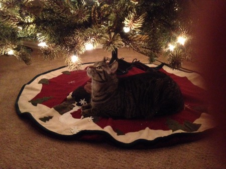 Entry image for Luigi. Clicking this image will show a larger photo