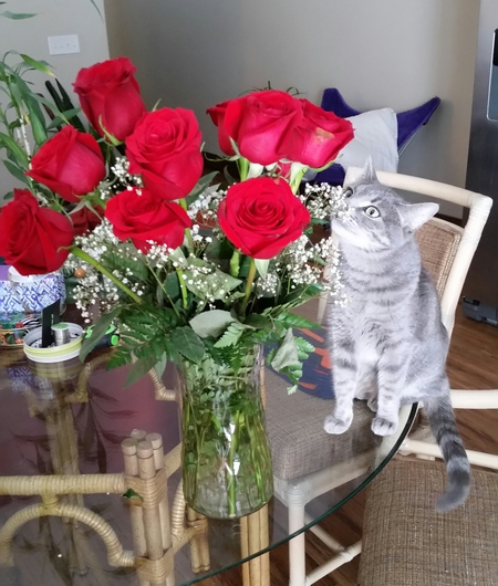 Entry image for Elsa. Clicking this image will show a larger photo