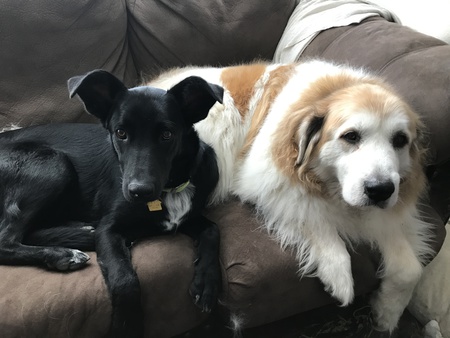 Entry image for Stitch & Elway. Clicking this image will show a larger photo