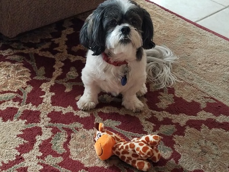 Entry image for Pepper. Clicking this image will show a larger photo