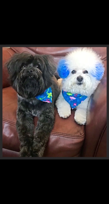 Entry image for Smokey and bandit . Clicking this image will show a larger photo