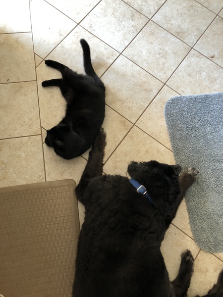 Entry image for Rex and Edgar. Clicking this image will show a larger photo