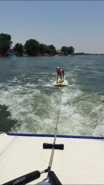 Entry image for Lulu Bell. Clicking this image will show a larger photo