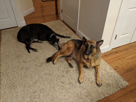 Entry image for Shadow and Hannah. Clicking this image will show a larger photo