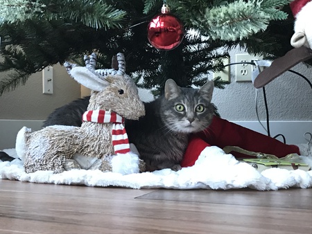 Entry image for Bella. Clicking this image will show a larger photo