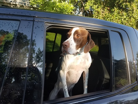 Entry image for Olaf. Clicking this image will show a larger photo