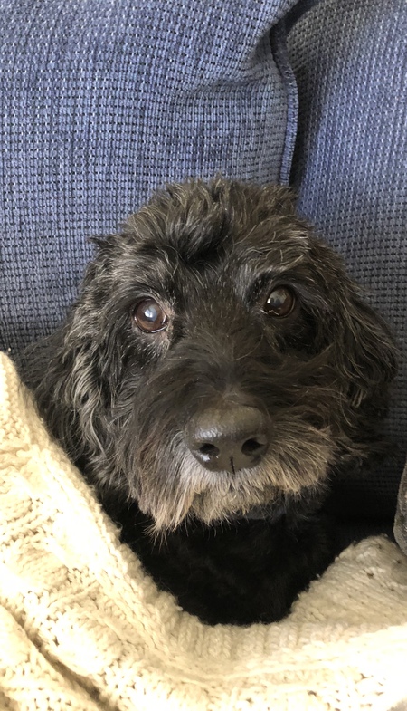 Entry image for Ziggy . Clicking this image will show a larger photo