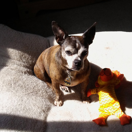 Entry image for Blanche. Clicking this image will show a larger photo