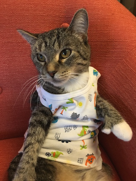 Entry image for Rafiki. Clicking this image will show a larger photo