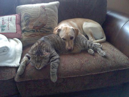 Entry image for Mouse and Gracie. Clicking this image will show a larger photo