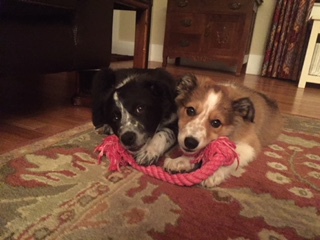 Entry image for Forrest Gump & Ginger Snap. Clicking this image will show a larger photo