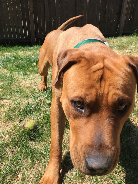 Entry image for Maverick. Clicking this image will show a larger photo