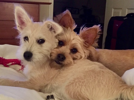 Entry image for Sadie & Forrest. Clicking this image will show a larger photo