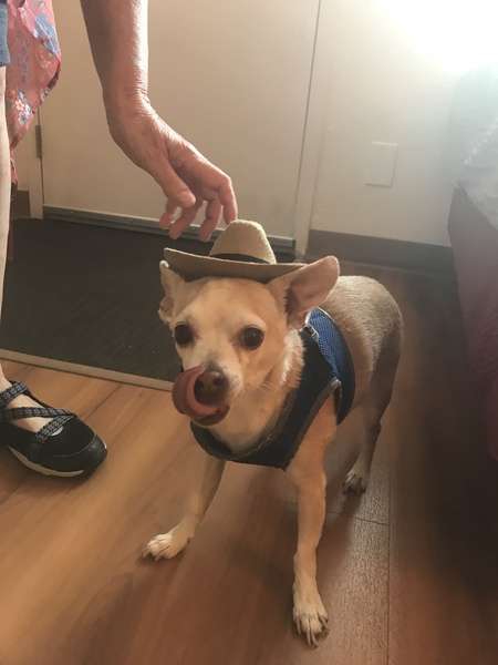 Entry image for Paco. Clicking this image will show a larger photo