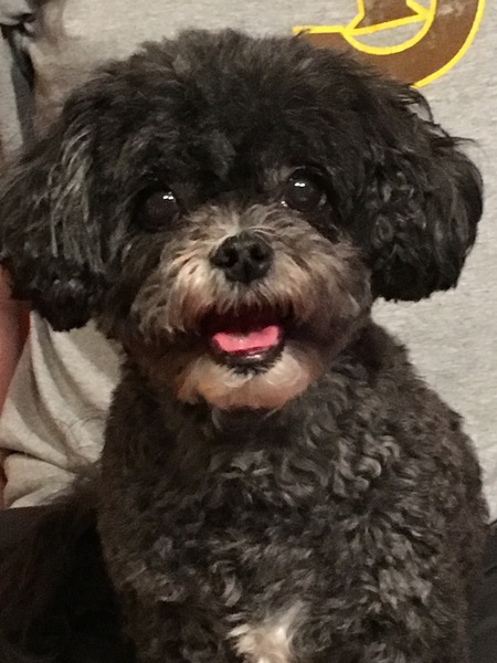 Entry image for O.C.. Clicking this image will show a larger photo