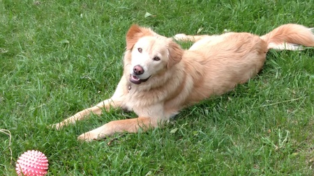 Entry image for Charlie. Clicking this image will show a larger photo