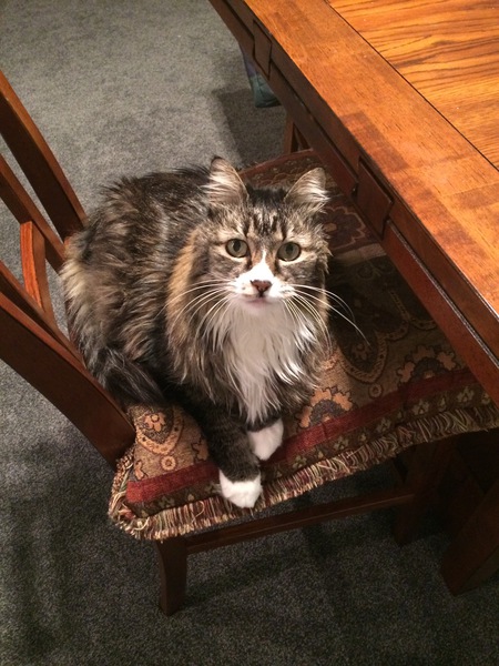 Entry image for Cupcake. Clicking this image will show a larger photo