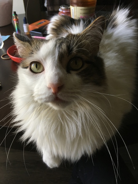 Entry image for Bentley. Clicking this image will show a larger photo