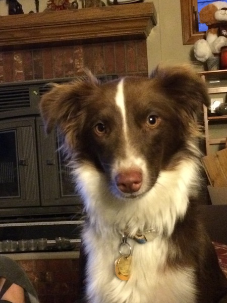 Entry image for Riley. Clicking this image will show a larger photo