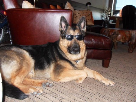 Entry image for Maximus. Clicking this image will show a larger photo