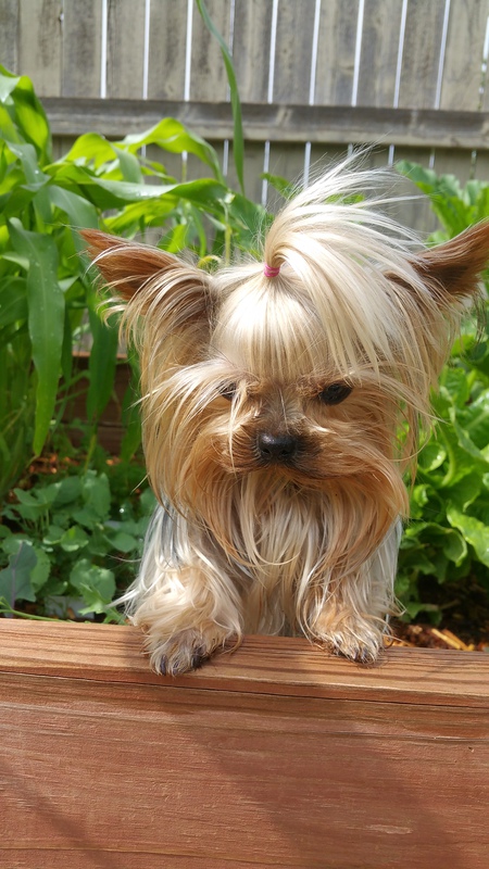 Entry image for Daisy. Clicking this image will show a larger photo