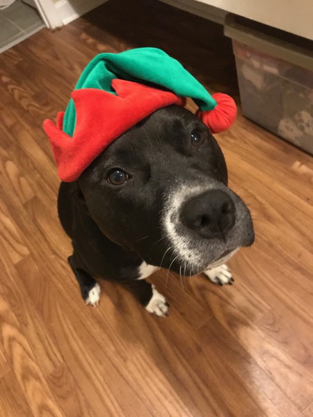 Entry image for Olive. Clicking this image will show a larger photo