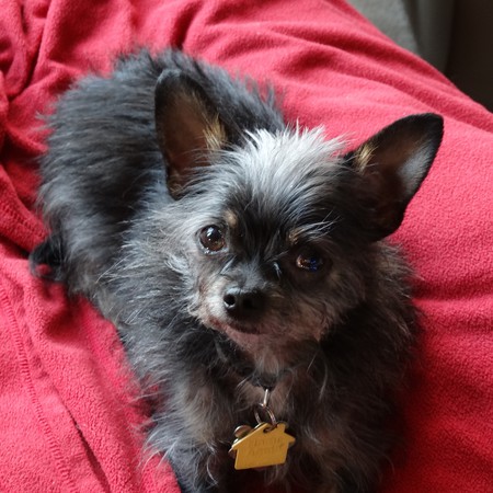 Entry image for Bear. Clicking this image will show a larger photo