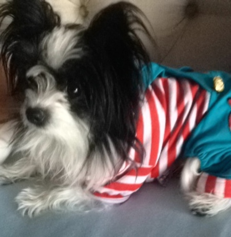 Entry image for Spike. Clicking this image will show a larger photo