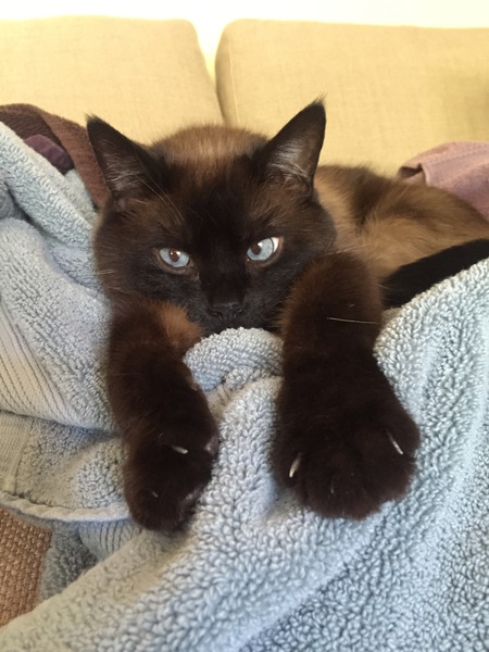 Entry image for Coconut (Coco). Clicking this image will show a larger photo