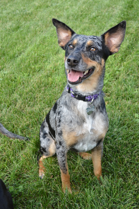 Entry image for Charlie Rue. Clicking this image will show a larger photo